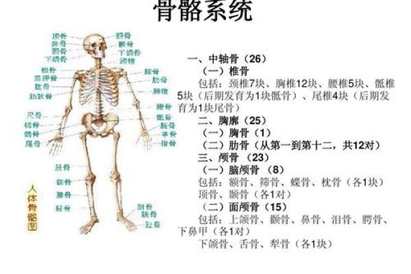 探寻尾椎凸起的奥秘：它对命运的暗示与启示