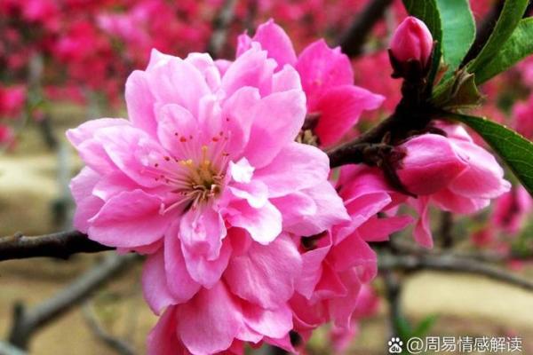 解析命带桃花的生肖,揭示爱情运势的秘密 解析命带桃花的生肖,揭示爱情运势的秘密