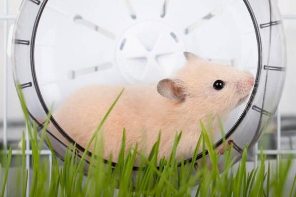 仓鼠生存的秘密：为什么它们的命这么短？