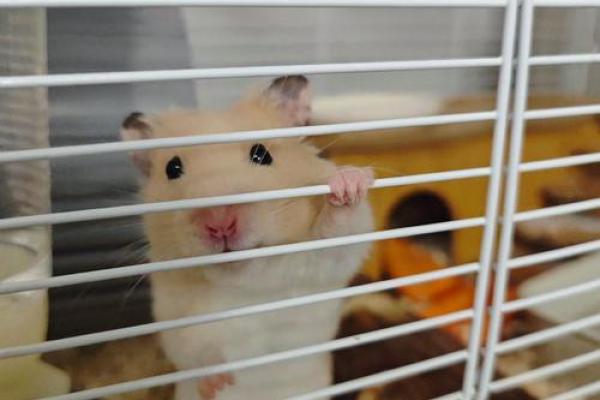 仓鼠生存的秘密:为什么它们的命这么短? 仓鼠生存的秘密:为什么它们的命这么短?