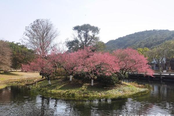 探寻“人见花开”命理之美,如何在生活中实现自我价值? 探寻“人见花开”命理之美,如何在生活中实现自我价值?