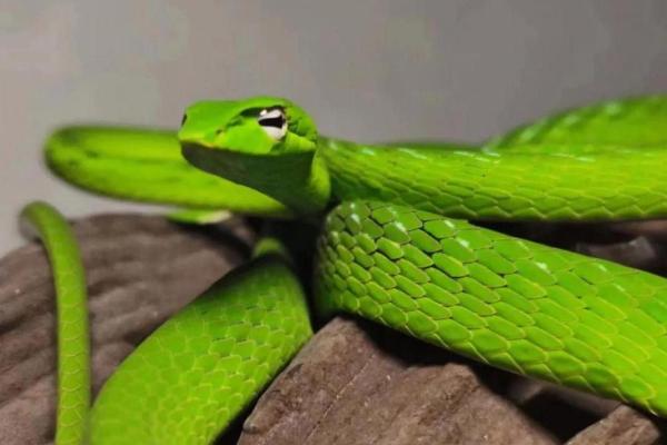 冬眠之蛇：生命的象征与命运的启示