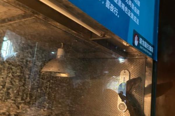 冬眠之蛇:生命的象征与命运的启示 冬眠之蛇:生命的象征与命运的启示