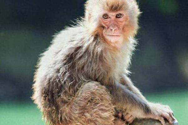 1997年农历生肖与命理：探寻你的命运之路