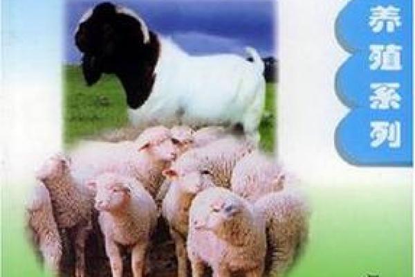 探索命理与养羊：最佳养羊方法的秘密与技巧
