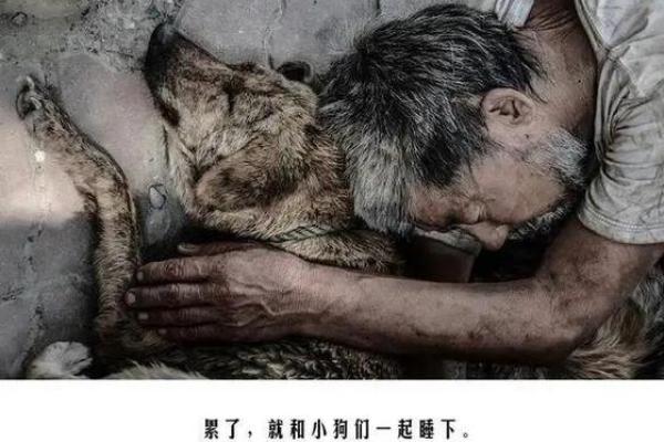 1983年狗年出生的你,命运如何?探秘生命旅程与性格特征! 1983年狗年出生的你,命运如何?探秘生命旅程与性格特征!