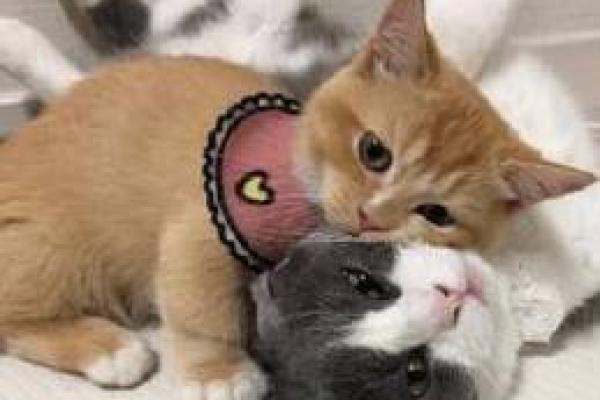 揭秘九命神龙:传说中的不灭之灵与其独特属性 揭秘九命神龙:传说中的不灭之灵与其独特属性