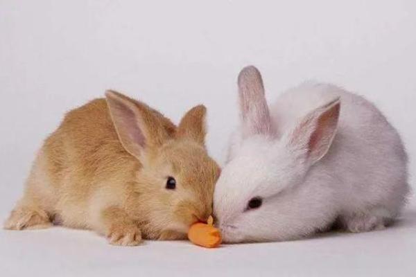 1975年属兔命：优雅与智慧的完美结合