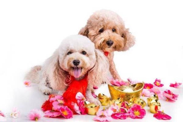 2004年属狗的命运分析与人生启示 2004年属狗的命运分析与人生启示