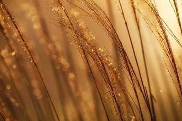 1995年土命详解:探索土元素在人生中的深刻影响 1995年土命详解:探索土元素在人生中的深刻影响