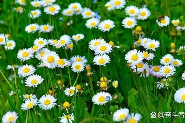 晚年发达之命:人生的另一种辉煌与希望 晚年发达之命:人生的另一种辉煌与希望