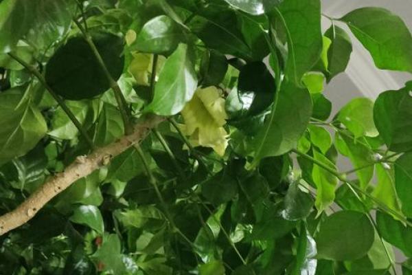 命不久矣,倾听生命的最后呼唤与珍惜每一刻 命不久矣,倾听生命的最后呼唤与珍惜每一刻