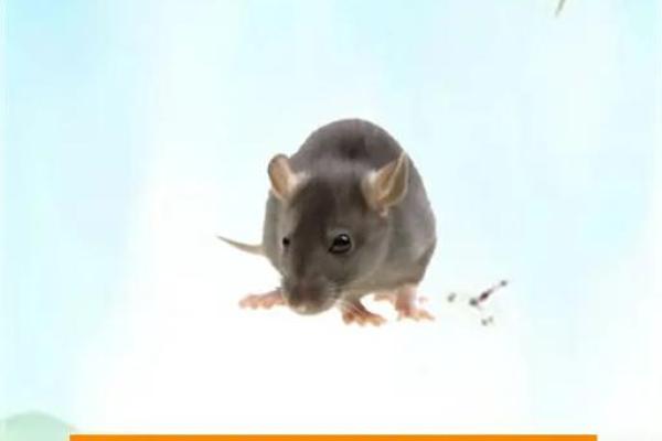 35岁属鼠男命运解析：开启人生新的篇章！