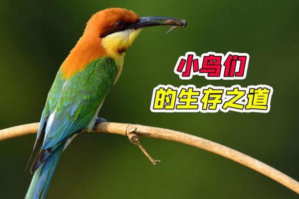 2001年出生命格分析:寻找你的命中所需与幸福之道 2001年出生命格分析:寻找你的命中所需与幸福之道