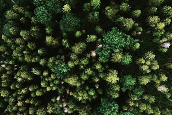 甲木命适合的配饰选择,提升个人魅力与气场! 甲木命适合的配饰选择,提升个人魅力与气场!