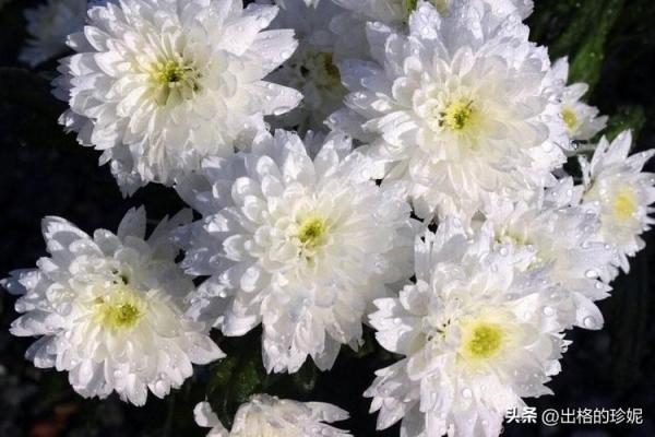 命里菊花象征的颜色及其蕴含的深刻意义