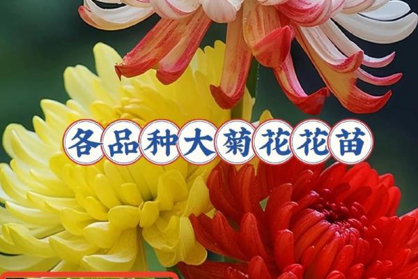 命里菊花象征的颜色及其蕴含的深刻意义 命里菊花象征的颜色及其蕴含的深刻意义