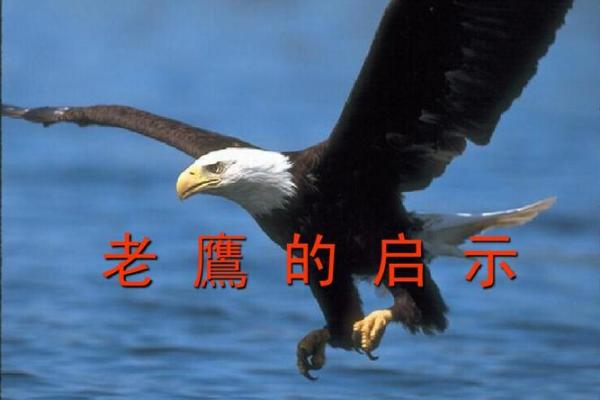 1949年命卦的魅力与启示：探索人生的智慧之道