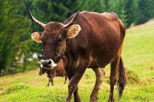 探索2022年牛宝宝的命运与个性特征：平稳与努力并行