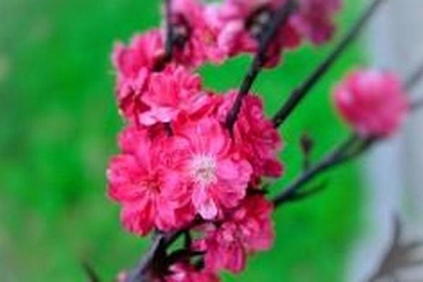 命里没有桃花，如何找到属于自己的幸福？