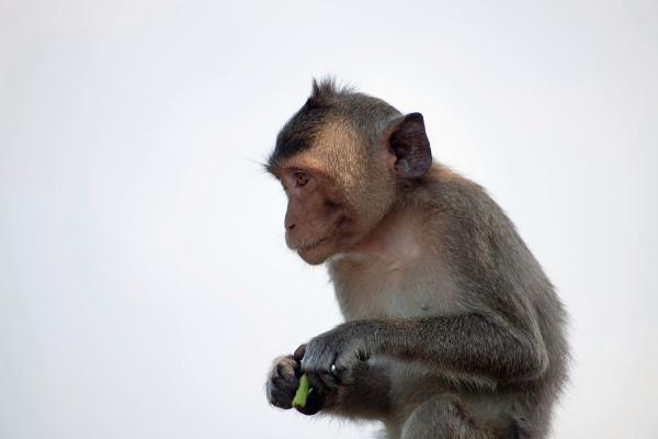 2016属猴命运解析：智慧与灵动的象征与人生机遇