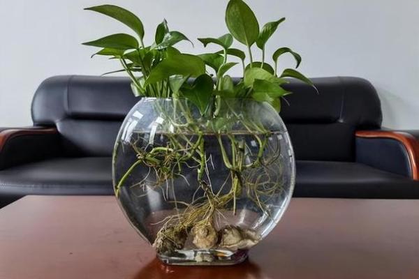 水命家居养什么植物最吉利？这些植物让你的家更生机勃勃！