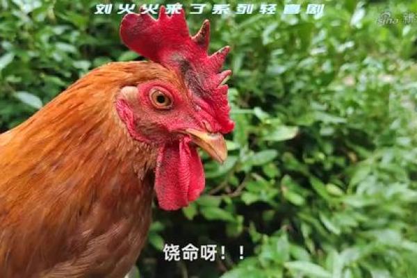 午时出生的鸡：命理分析与生活启示