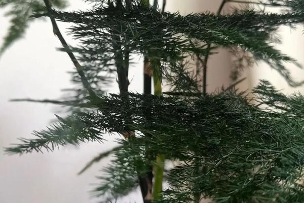 水命家居养什么植物最吉利？这些植物让你的家更生机勃勃！