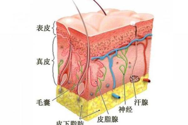 手臂青筋暴露的女人,揭示了她们命运的秘密与神秘魅力 手臂青筋暴露的女人,揭示了她们命运的秘密与神秘魅力