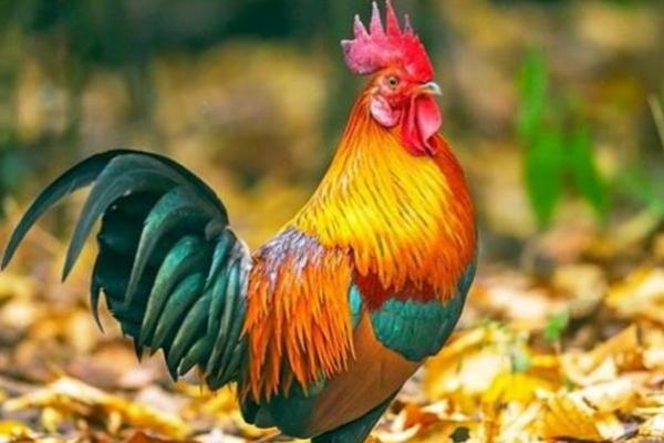 属鸡命运解析：聚焦属鸡人的性格与命理奥秘