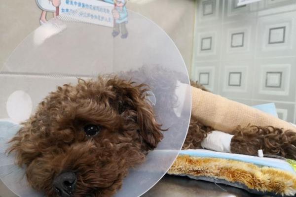 揭秘狗年出生宝宝为何命运多舛？