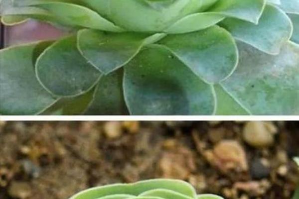 剑峰金命与养植物的和谐之道：适合的植物推荐与养护指南