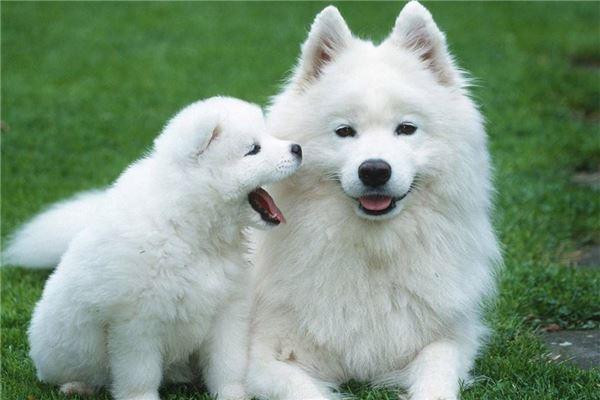 1858年属狗命格解析：性格、运势和人生智慧