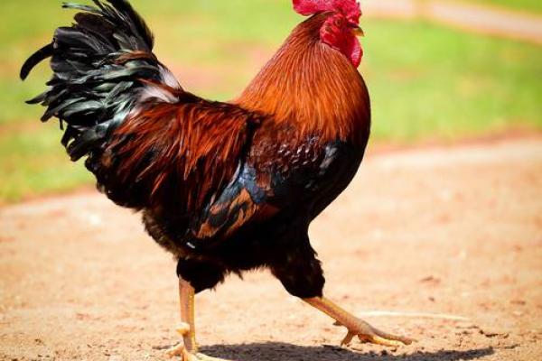 1969年属鸡的人命理解析：命运与性格的微妙关系