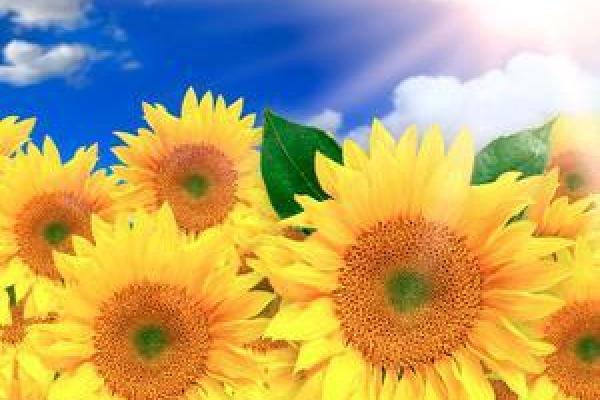 火命女性适合的头像选择与搭配技巧