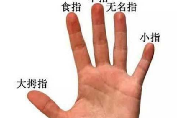 手指长度与命运之谜：揭示你生命的秘密