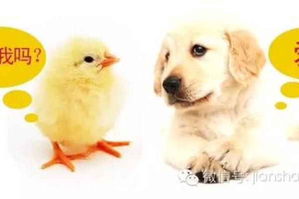 根据属相算命格，揭示你人生的秘密与智慧！