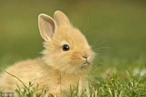 一九八七年属兔人的命运解析：智慧与柔性的结合