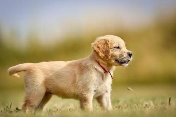 2014年狗年解析：狗的命运与性格特征探讨