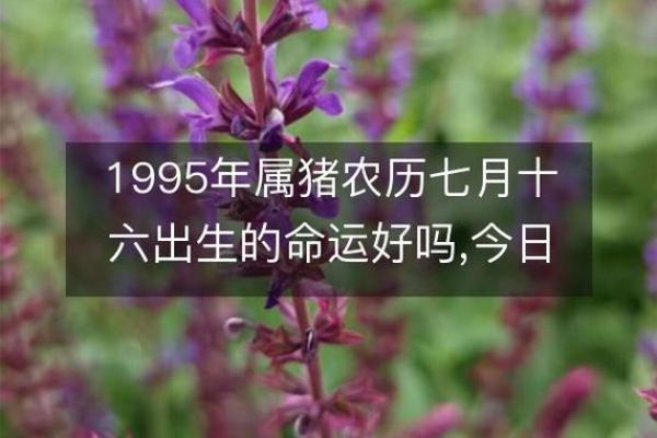 1995年属猪人的命运与人生解析
