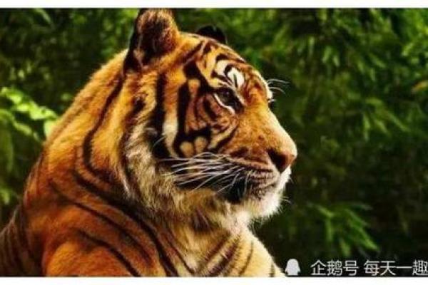 186年虎的命运：探秘“丙寅”年的生辰八字与运势