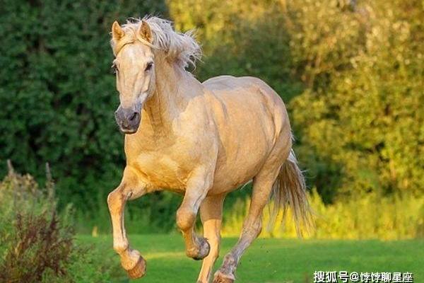 1900年属马的人命运解析与人生智慧