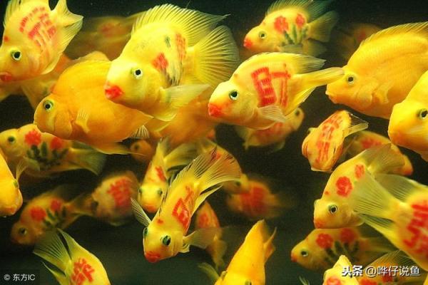 家养鱼界的长寿明星，你知道哪些鱼能活得更久吗？