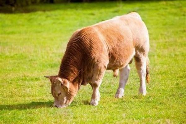 73年牛命人缺少什么？深度解析命理与生活的秘密！