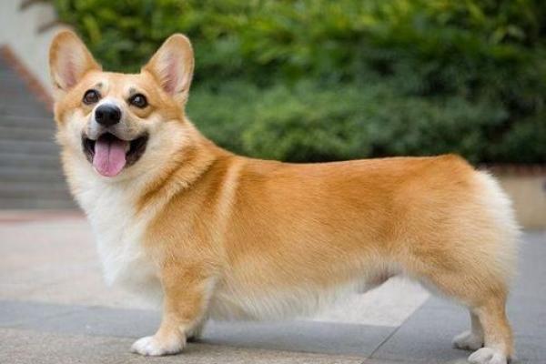 属狗人40岁命运解析:人生巅峰的挑战与机遇 属狗人40岁命运解析:人生巅峰的挑战与机遇