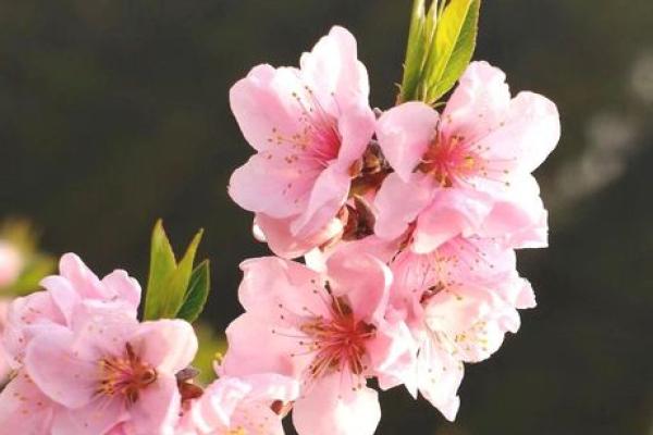 桃花盛开：解析命格中桃花旺盛的人群特征与魅力