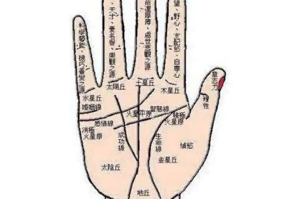 手相解密：从掌纹看你的一生命运与性格特征