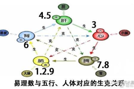 属狗人的命运：解析不同出生年份的命理玄机