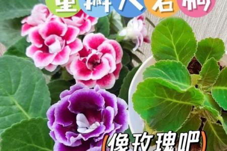 花卉之美：富贵与命理交织的奇妙世界