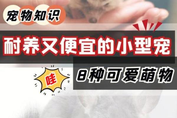 水命的人适合养什么宠物？探索合适的选择和潜在寓意！